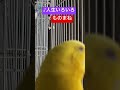 島倉千代子さんをまねるコロッケさんをまねるセキセイインコ