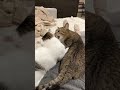 兄貴分にゃんこともめる子猫