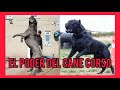 El Cane Corso, guardian Italiano