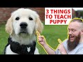 THE MOST IMPORTANT 3 THINGS TO TEACH YOUR PUPPY