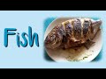 Fish pronunciation