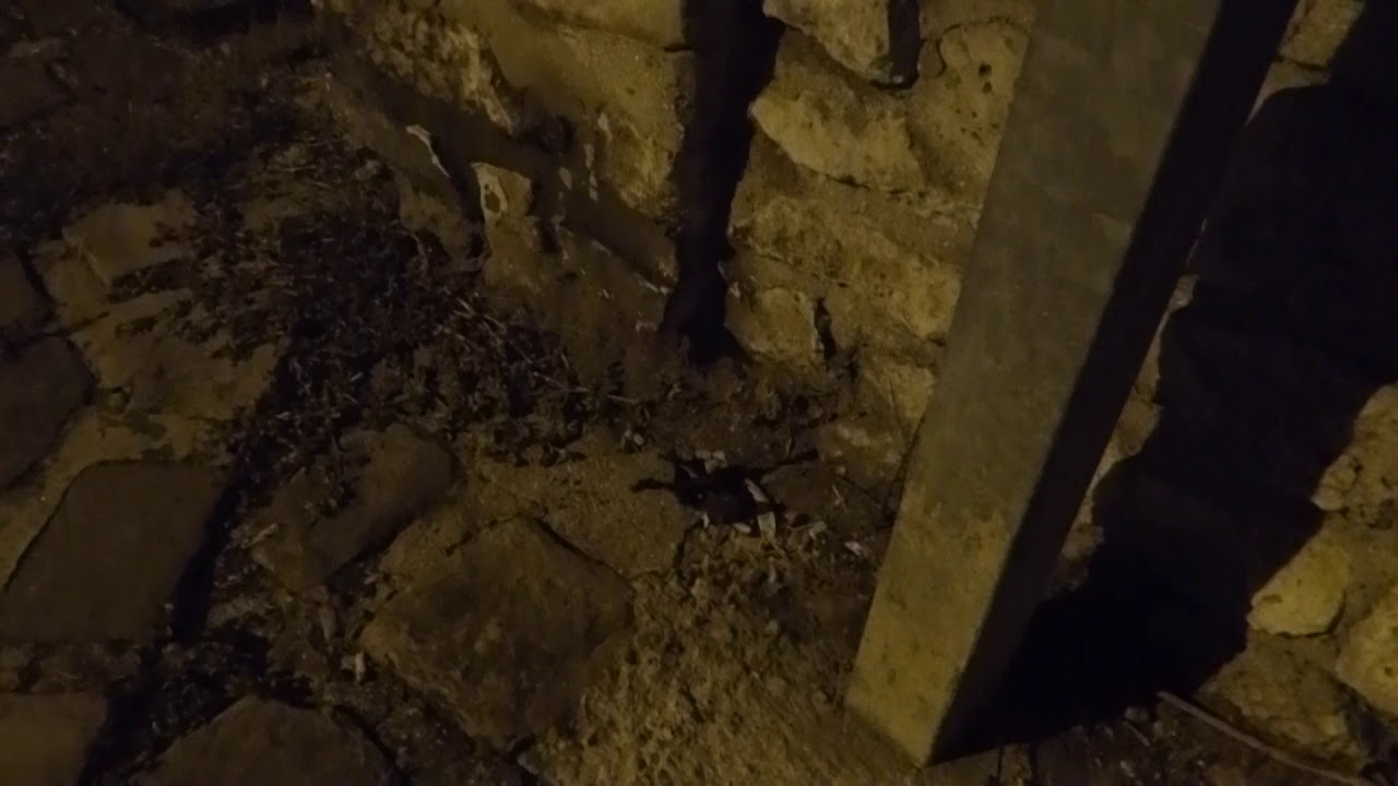 Chant de Grillon domestique (Acheta domesticus)