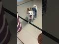 #india #dog #explore #andhrapradesh #pomeranian #splitz #funny #pets #comedy #white #playing