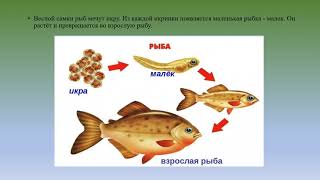 Рыбы природоведение 6 кл