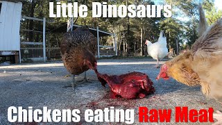 Feeding Chickens Raw Meat | Chickens vs Venison | Little Dinosaurs