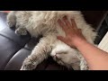 Bothering Siberian cat while he’s sleeping Pt. 2