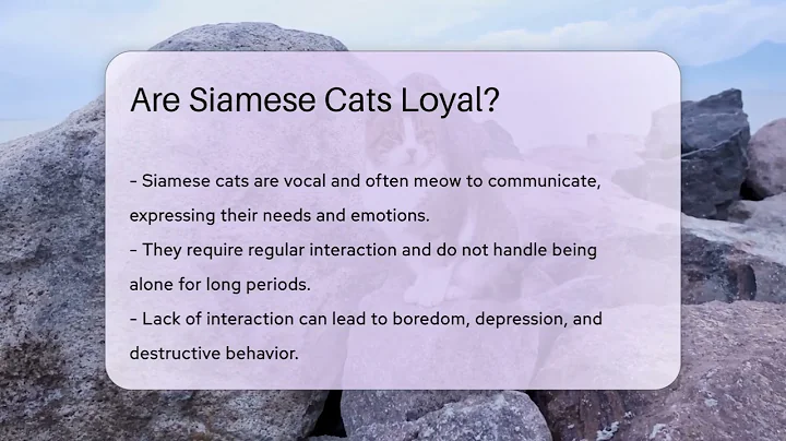 Are Siamese Cats Loyal? - PetGuide360.com