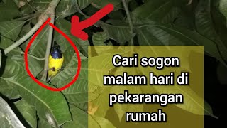 Burung sogok ontong tidur