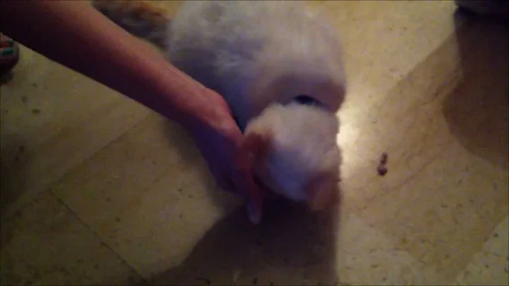 Watch the video about Vector - My Exotic Shorthair - Red Tabby Point