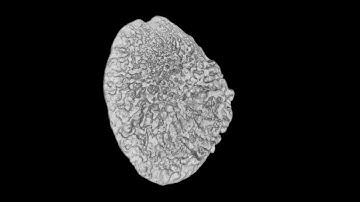 Fossil CT Scan