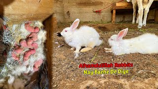 Alhamdulillah Rabbits Nay Phir Se Bache De Diye | The Pets Men