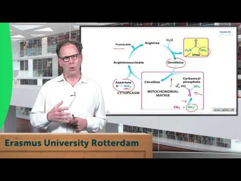 Video: Een Systematische Beoordeling Van Huidige Metabolische Reconstructietools Op Genoomschaal