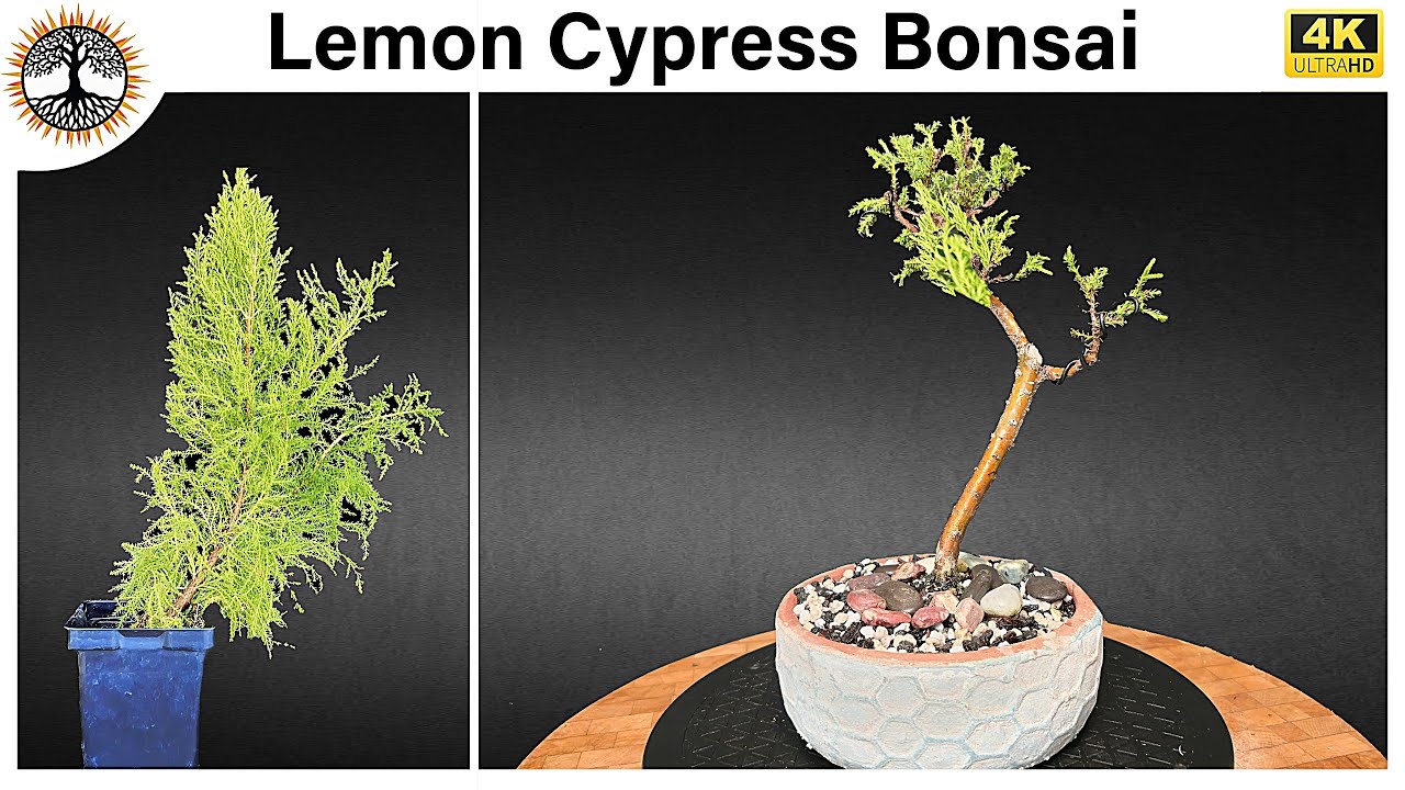 Lemon Cypress Bonsai - Update / Trim / Repot