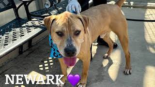 NEWARK 195438/SO HANDSOME/NYCACC/SIACC