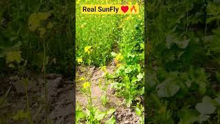 Real SunFly ♥️🔥#shortsvideo #viralvideo #motivational