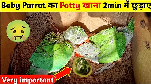 baby parrot apni potty Q khata hai||पैरोट का पॉटी खाना कैसे छुड़ाएं?in hindi