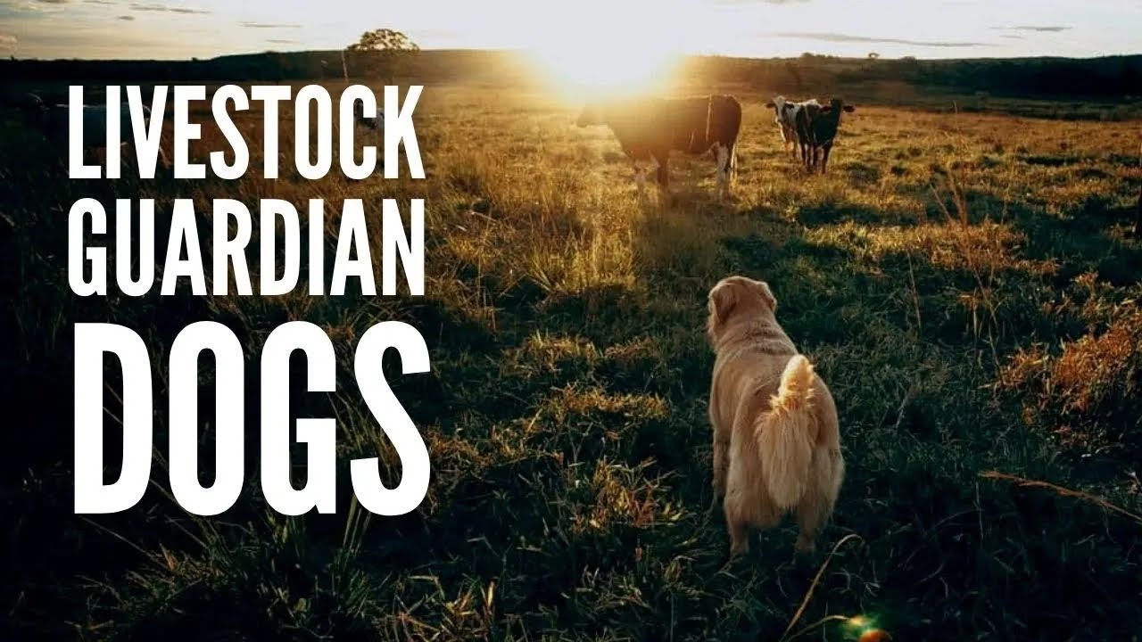 The 15 Best Livestock Guardian Dogs - YouTube