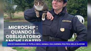 ANCHE RANDAGISMO E TUTELA DEGLI ANIMALI SULL' AGENDA POLITICA DELLE ELEZIONI