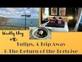 Weekly Vlog 10: Tulips, A Trip Away & The Return of the Tortoise