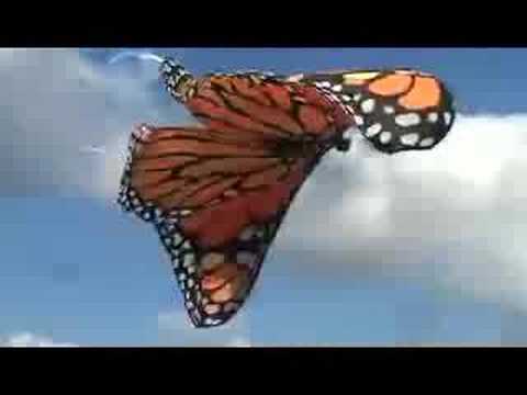 Giant Monarch Butterfly paraglider crashes on top of me!