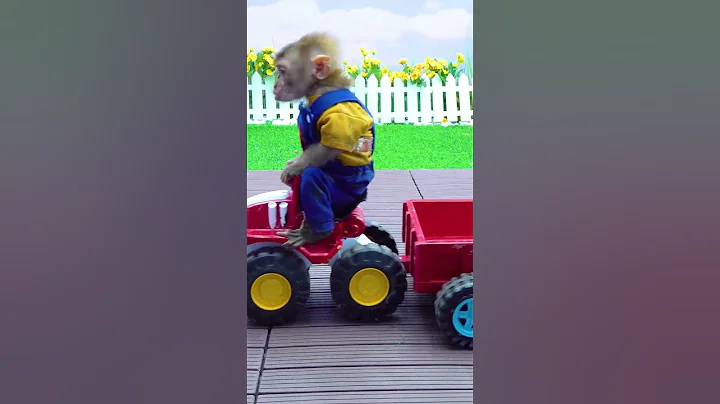 Monkey BiBi go harvest fall dirty #funny #boyband #monkeybibi #babymonkey #bibibaby #monkey