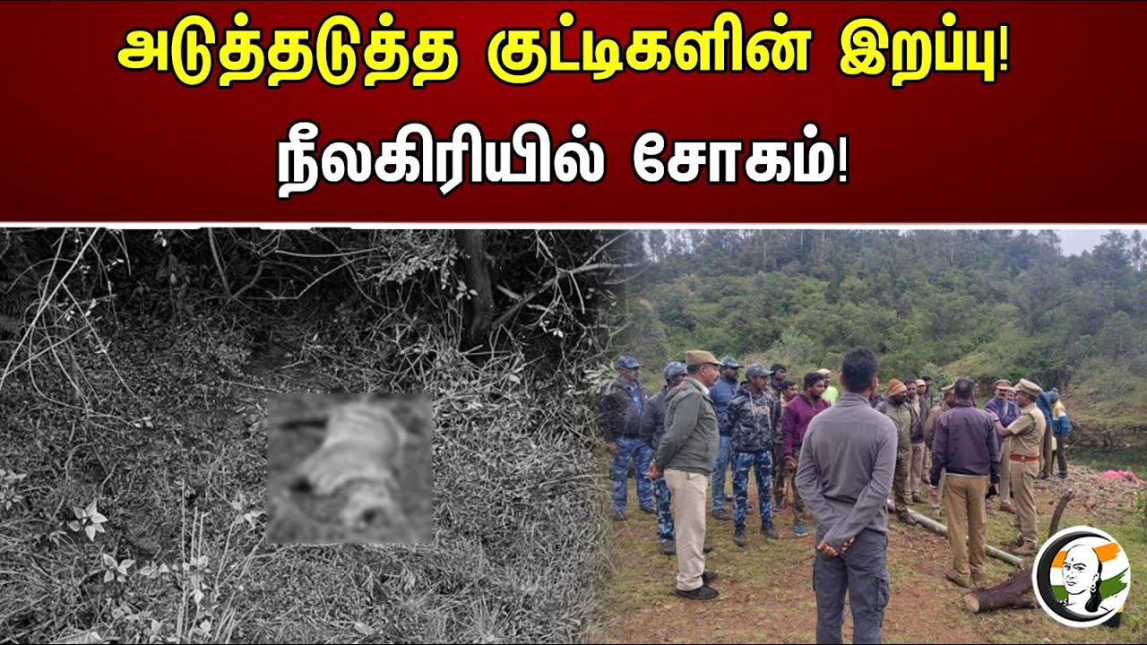 அடுத்தடுத்த குட்டிகளின் இறப்பு! நீலகிரியில் சோகம்! | Tragedy in the Nilgiris! | Tigers |