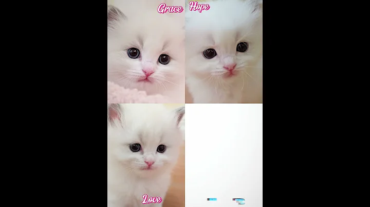 Video 10257231: ragdollkittens cat kitten