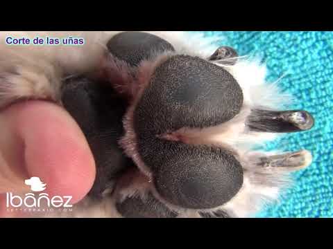 Como cortar la uñas de tu perro
