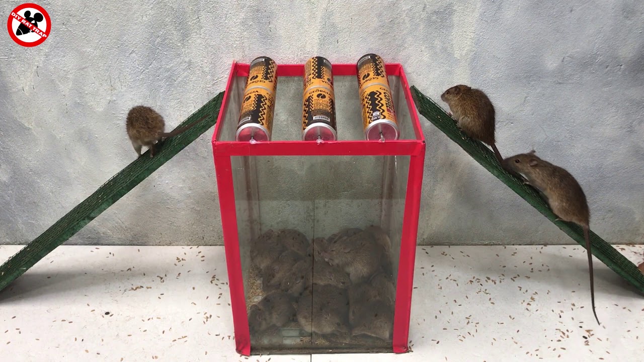 Les Rats Sont Piégés Dans Piège Souris Dans Maison Mouse image libre de  droit par Seahorse_Photo_in_BKK © #425960142