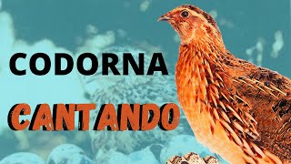 CODORNA CANTANDO - Canto da codorna - Como Criar Codornas passo a passo - Codornas Cantando screenshot 1