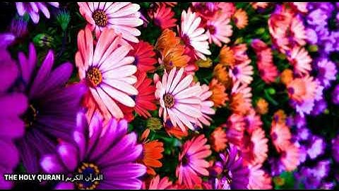 #سورة_هود  بصوت القارئ اسامة صبحي حسين #قرآن #تلاوة #القرآن_الكريم #القرآن #القران_الكريم #تلاوة