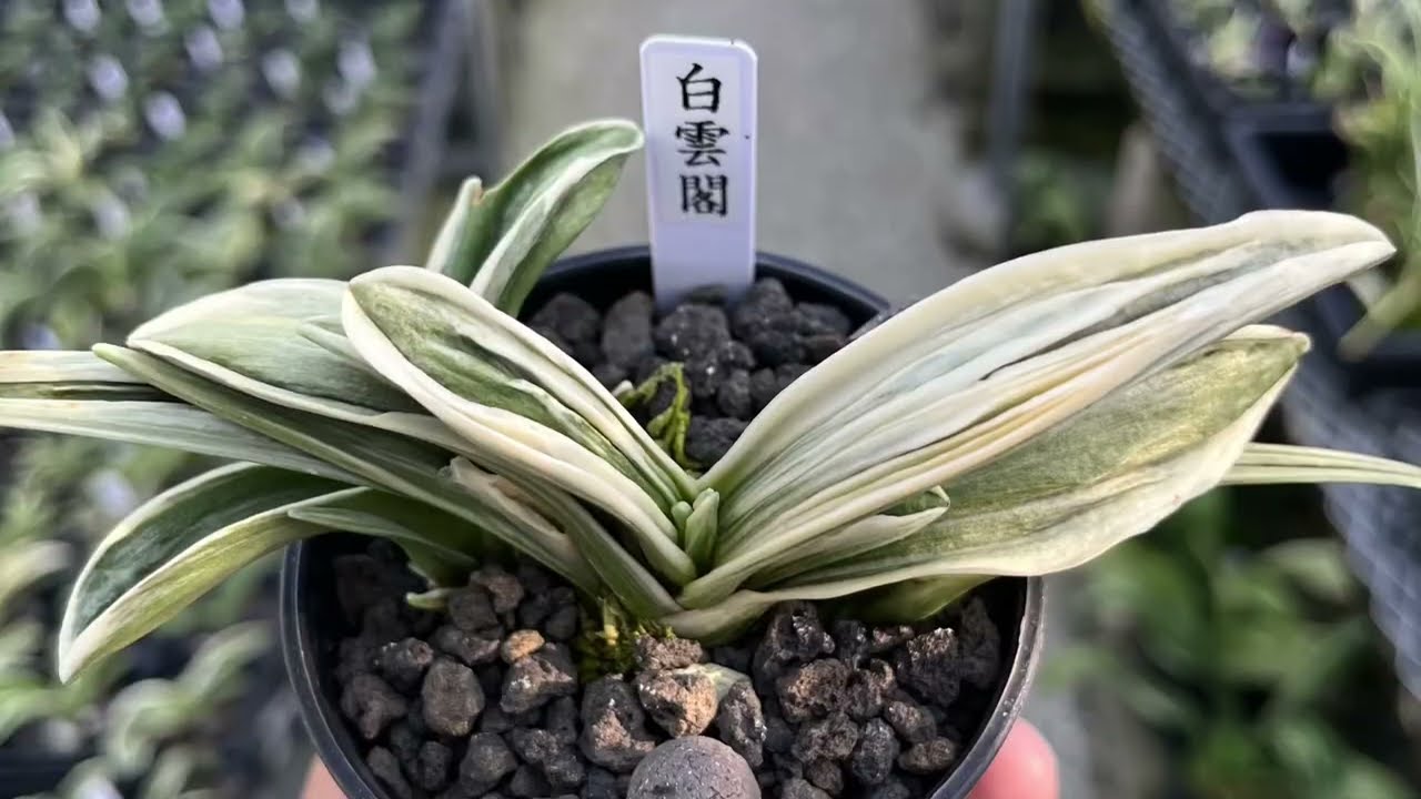 万年青「国宝錦」 万年青「国宝錦」 万年青 国宝錦 : 万年青の豊明園のblog