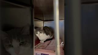 Cat in tiny Cage Over 700days sits & waits for a Home😿Location: Grand Strand Humane Myrtle Beach,SC