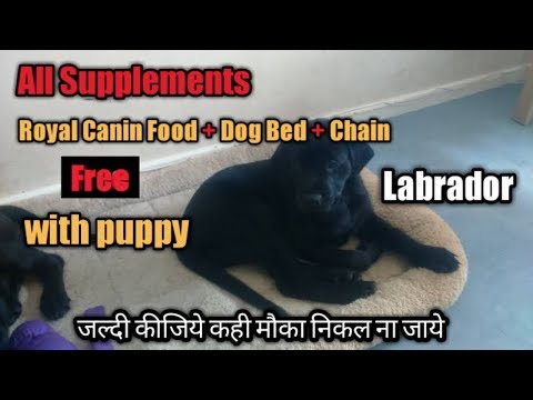 labrador-puppy-for-sale-,-labrador-retriever-puppy-for-sale-||-parihar-dog-kennel-||