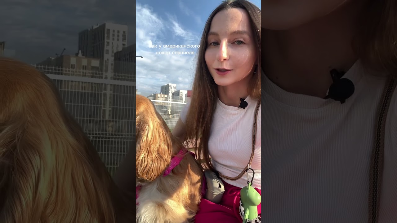 Какой же всё-таки породы Шелдон?