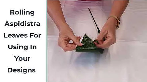 How to Roll an Aspidistra Leaf for Flower Arranging
