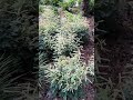 Aruncus 'Misty Lace' and Liriope gracilis 'Mop Top'