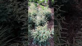 Aruncus misty Lace And Liriope Gracilis mop Top