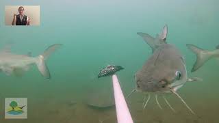 VIDEO 2 - Habitat Heroes Open Water Habitat Moreton Bay