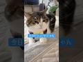 今日ビジュいいじゃんっていつもだろ？😼✨　#ねこ動画 #猫のいる暮らし #ねこ #いいじゃん #milk