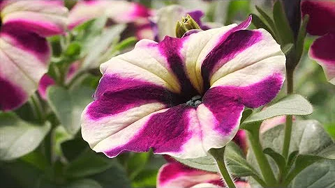 Fancy Petunias - DayDayNews