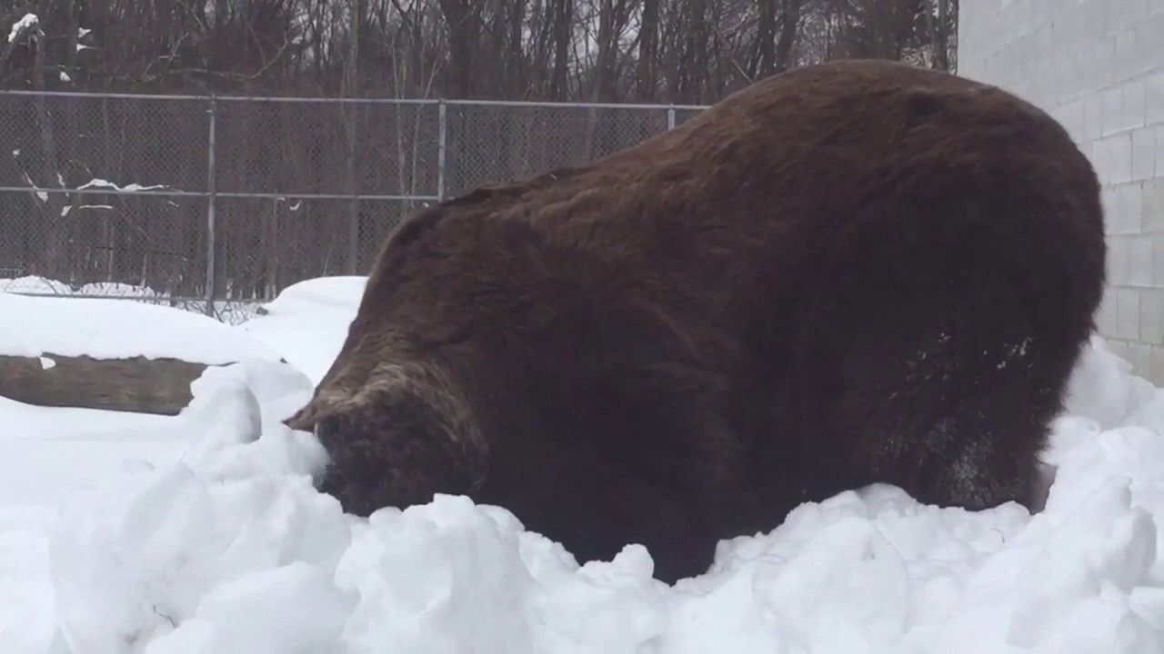 profit and loss statement Leo tries to brave the blizzard.