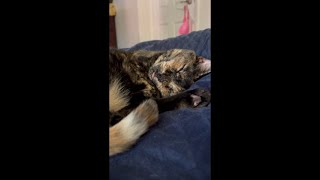 Cat sleeps with blep