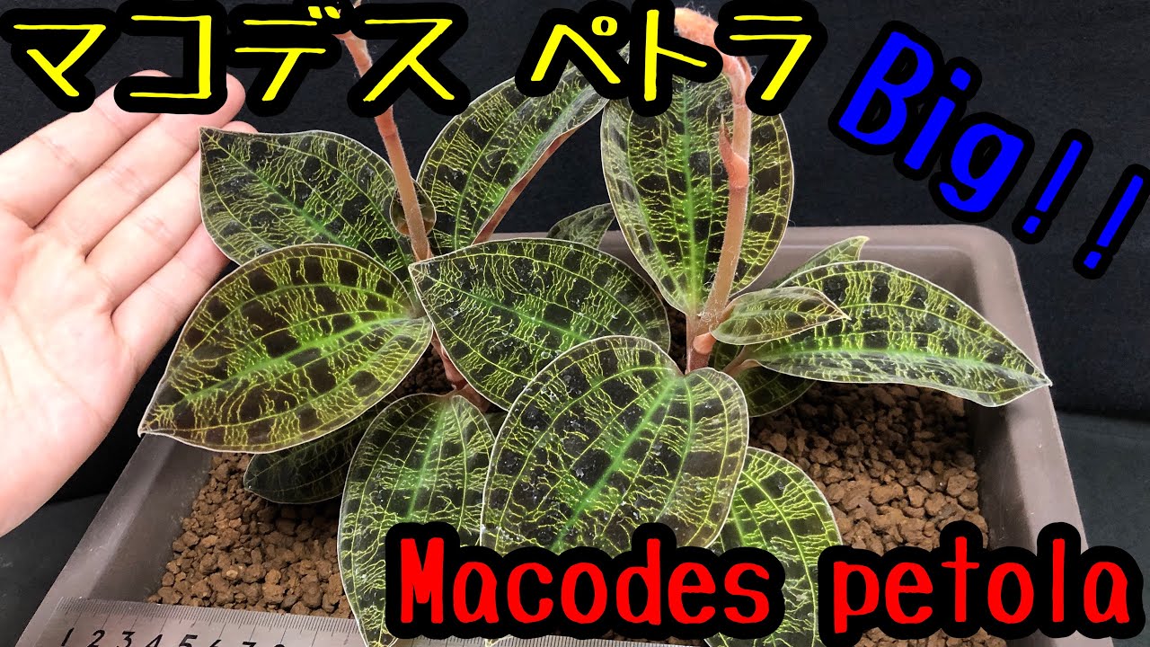 ジュエルオーキッド 6年物の巨大なマコデス ペトラ Macodes Petola Youtube