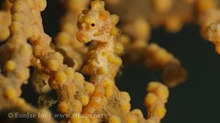 Pygmy Seahorse - Hippocampus Bargibanti 4K A 4k UHD (Ultra HD) video of Pygmy seahorse (Hippocampus bargibanti) from Anilao, Batangas, Philippines.
Music licensed through http://goej.co/audiojungle
http://ejlabs.net
