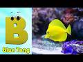 ABC Song | Sea Animals ABC Song | Phonics for Kids, Learn ABC, Baby Alphabet Letters