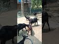 Assam hills goats farming #beautifullgoats #goat #funny #farmanimalct #lifeisbutadream #animals
