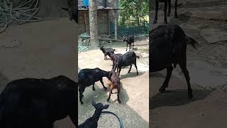 Assam hills goats farming #beautifullgoats #goat #funny #farmanimalct #lifeisbutadream #animals