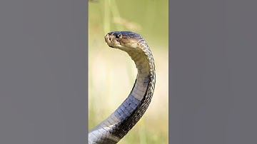 Rắn hổ mang chúa - Vua của các loài rắn với khả năng săn mồi siêu phàm và nọc cực độc #shorts #short