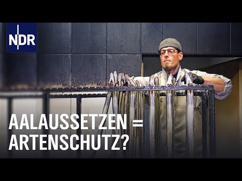 Auf Fangfahrt mit den Hochseefischern | Die Nordreportage | NDR